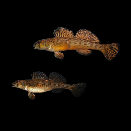 Tessellated darter (Etheostoma olmstedi) — Percidae — 4