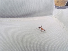 Camponotus etiolipes