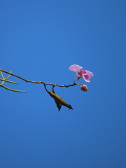 Papilionanthe teres, photograph (c) P Jeganathan, some rights reserved (CC BY)
