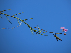 Papilionanthe teres, photograph (c) P Jeganathan, some rights reserved (CC BY)
