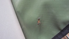 Camponotus etiolipes