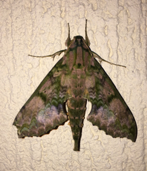 Xylophanes zurcheri