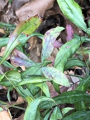 Pseudocercospora nandinae