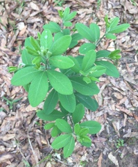 Baptisia nuttalliana