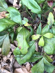 Pseudocercospora nandinae