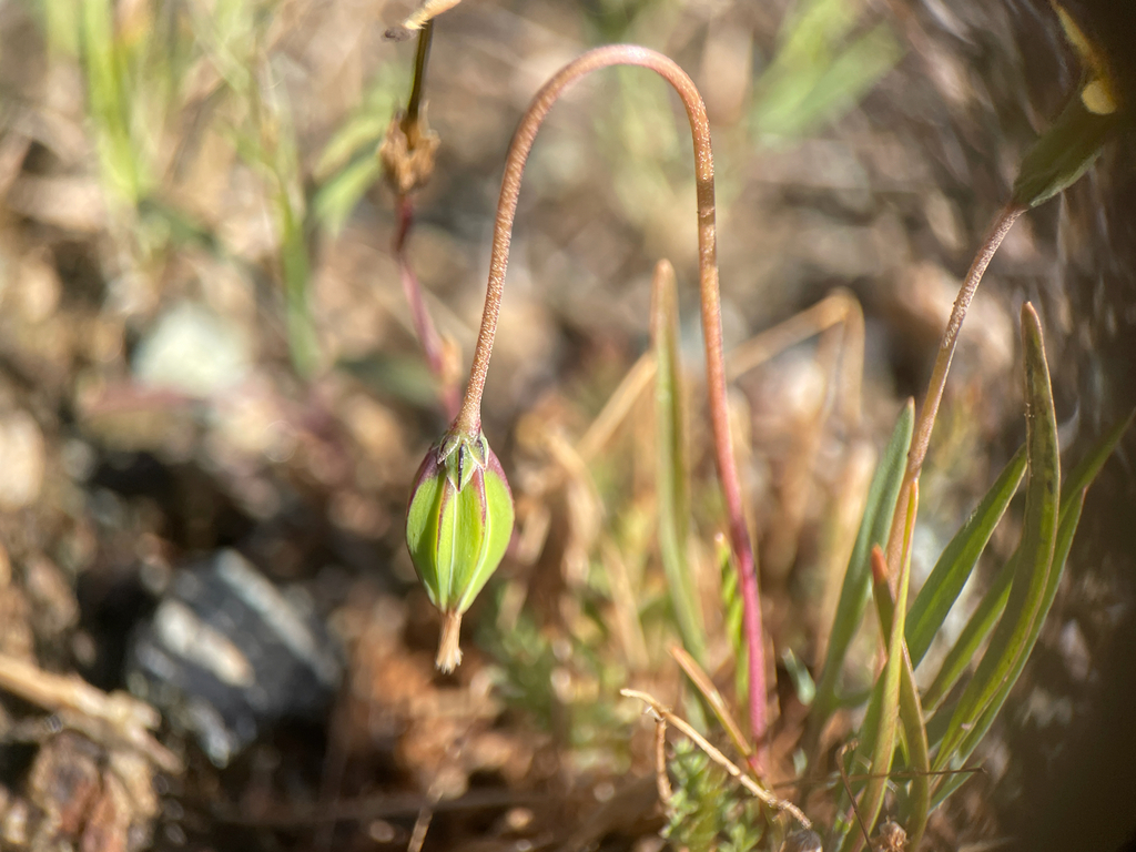 Microseris douglasii; photograph author not stated, no rights reserved