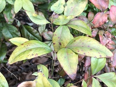 Pseudocercospora nandinae
