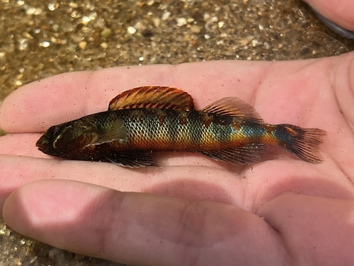Russet Darter