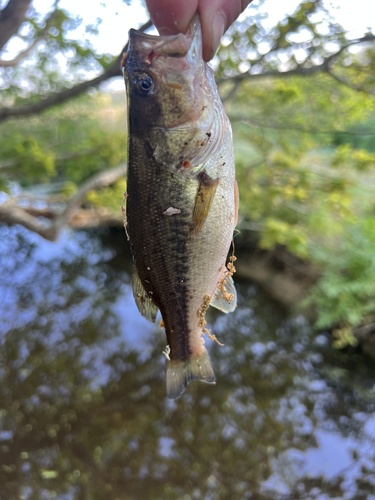 Micropterus nigricans