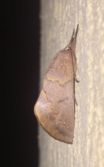 Hemiceratinae
