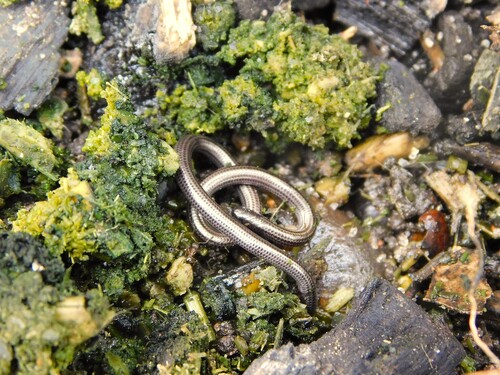 Rio Grande do Sul Blind Snake