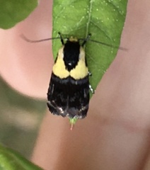 Rectiostoma xanthobasis