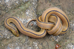 Huang's Odd-Scaled Snake photo 2
