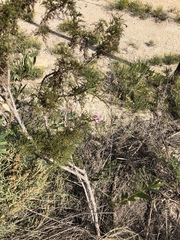 Pelargonium denticulatum