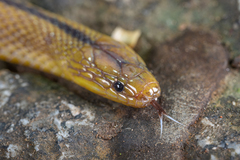 Huang's Odd-Scaled Snake photo 3