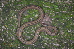 Huang's Odd-Scaled Snake photo 4
