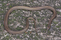 Huang's Odd-Scaled Snake photo 5