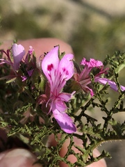 Pelargonium denticulatum