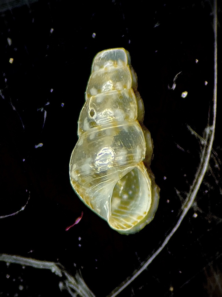 Varicose Alaba