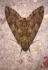 Cocytius lucifer