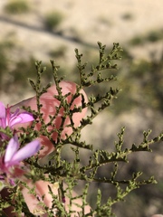 Pelargonium denticulatum
