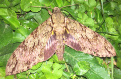 Cocytius lucifer