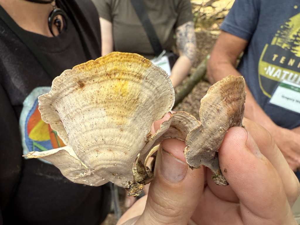 Stereum fasciatum · April 2026 · photo: © hillcraddock (iNaturalist, cc-by)