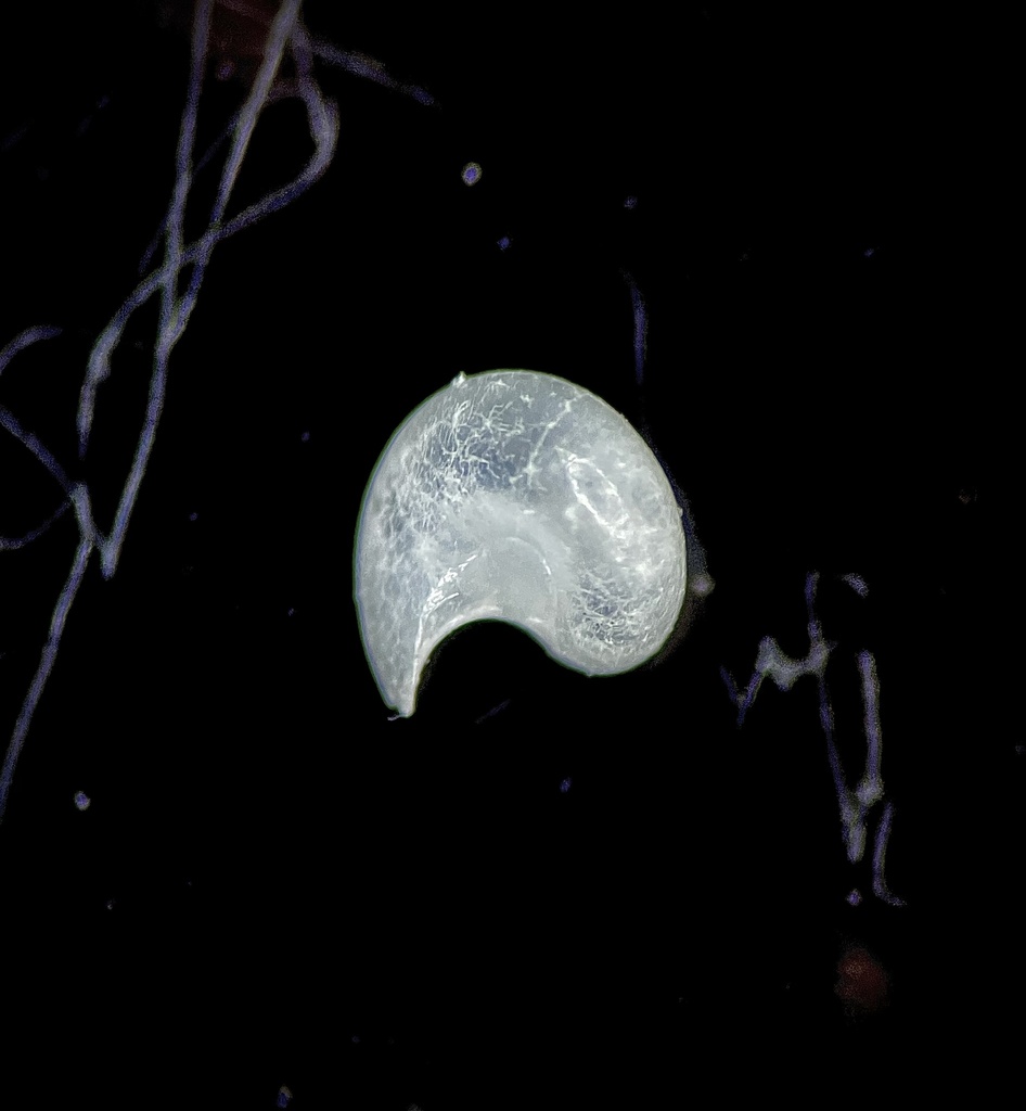 Teinostoma parvicallum