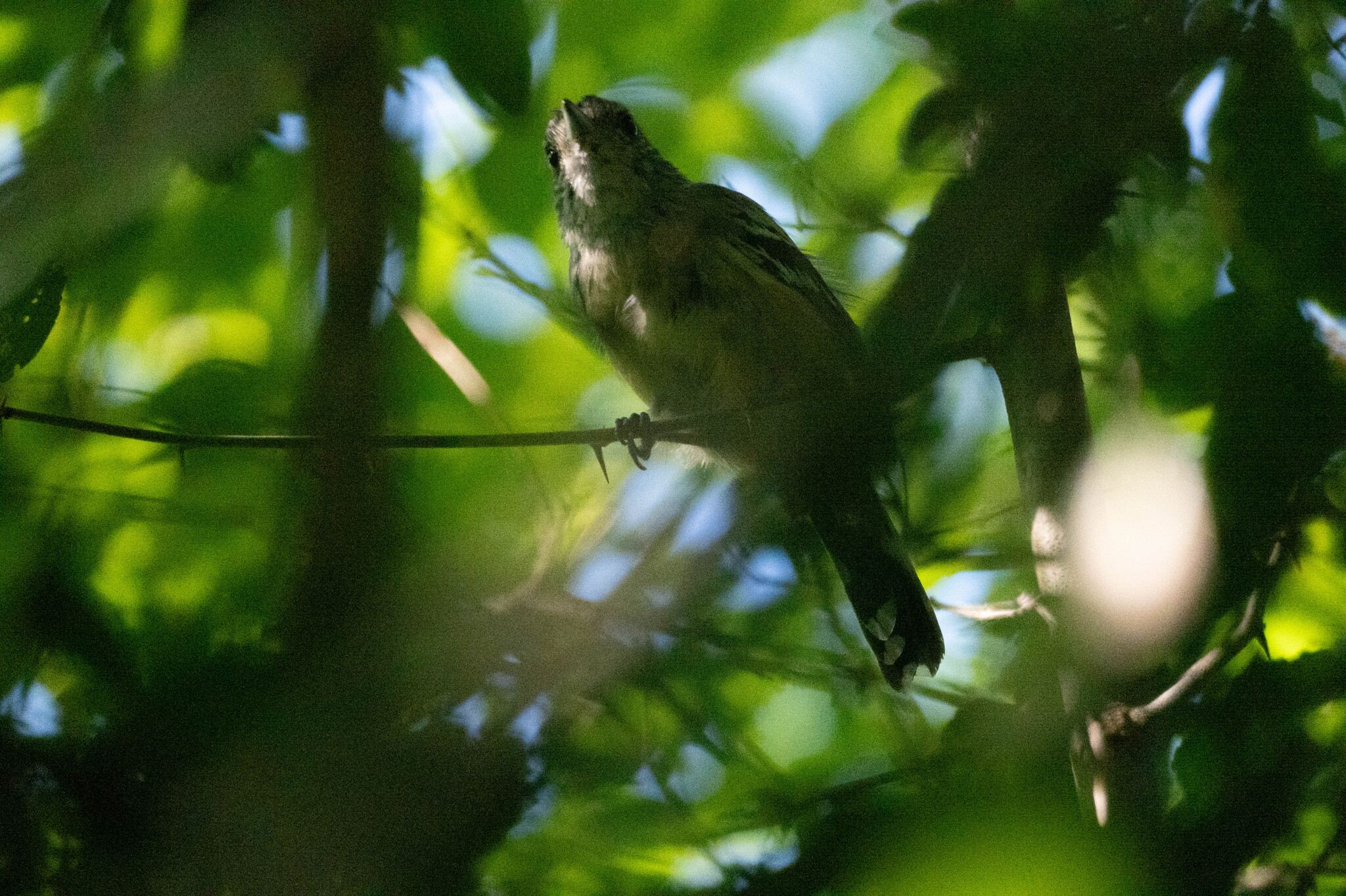 Variable Antshrike (Thamnophilus caerulescens), photo 3