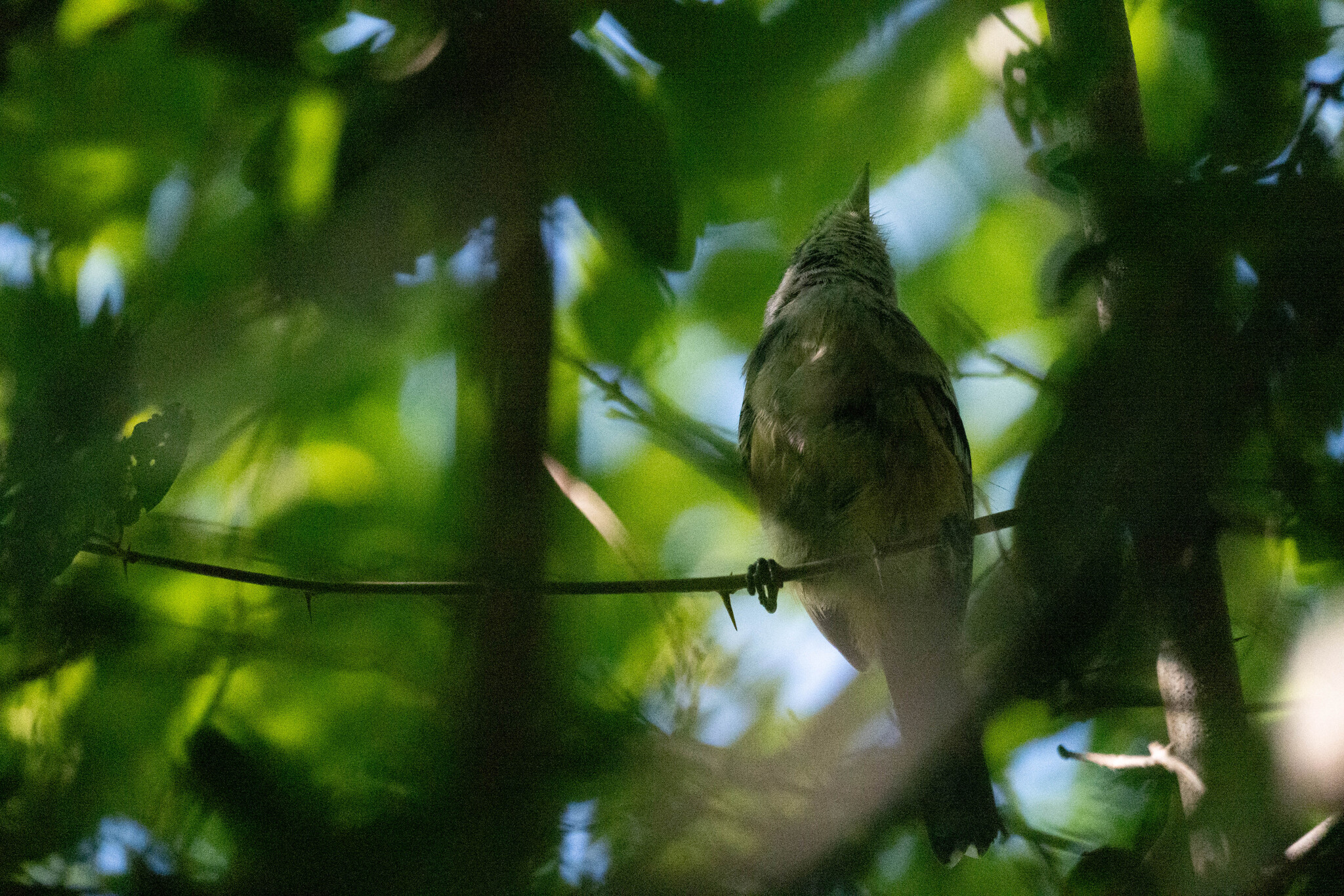 Variable Antshrike (Thamnophilus caerulescens), photo 4