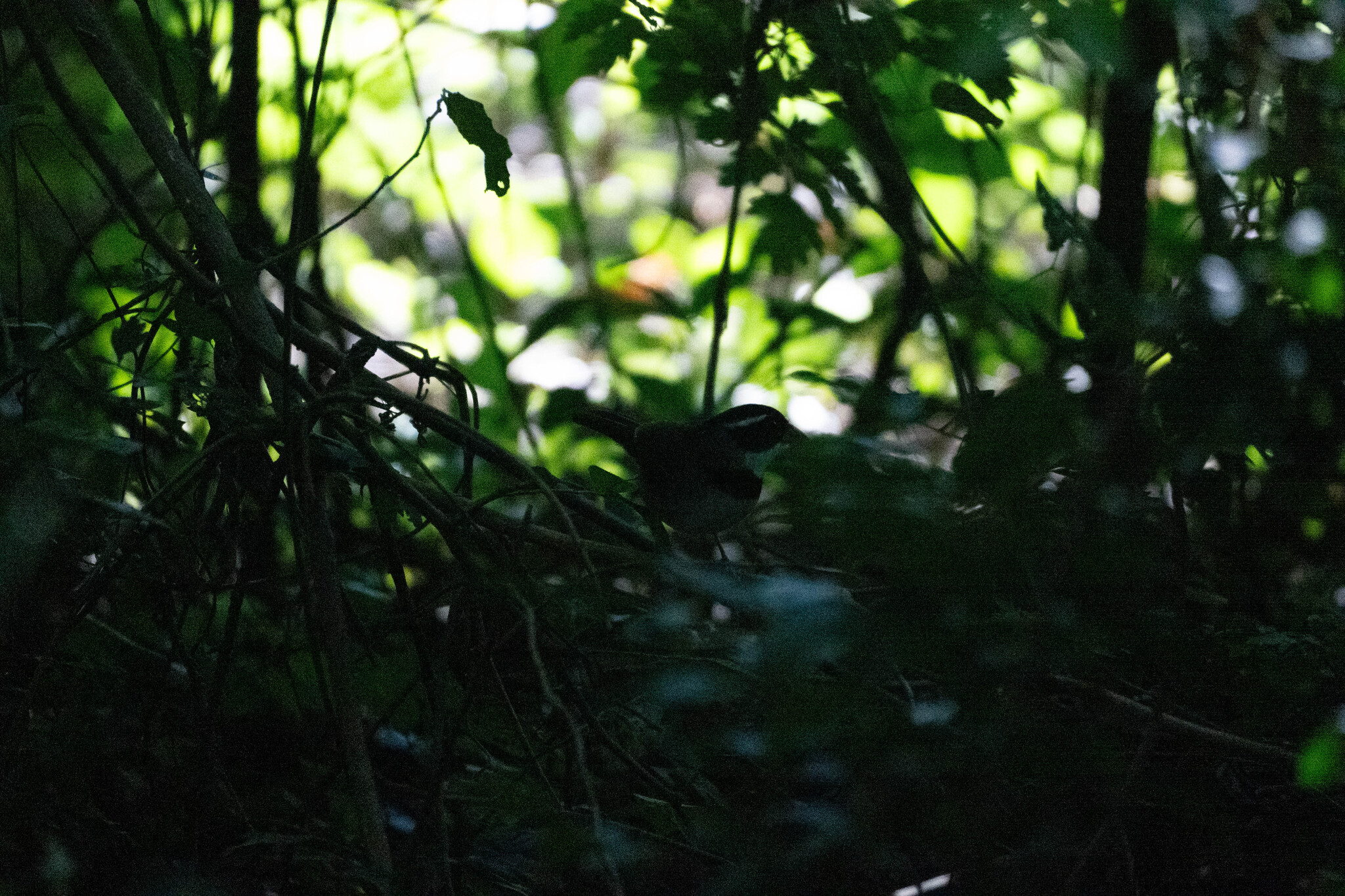 Saffron-billed Sparrow (Arremon flavirostris), photo 2