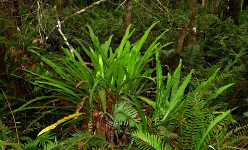 Campyloneurum phyllitidis