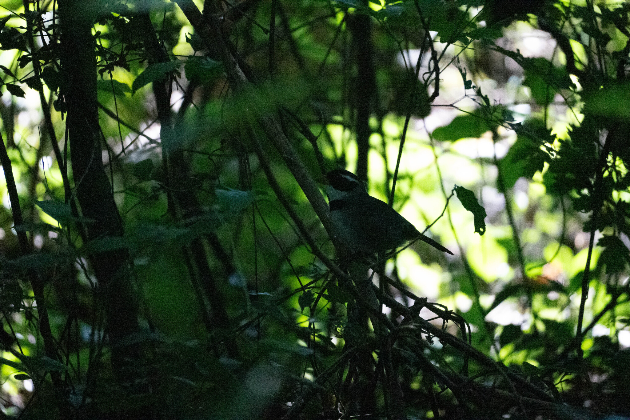 Saffron-billed Sparrow (Arremon flavirostris), photo 10