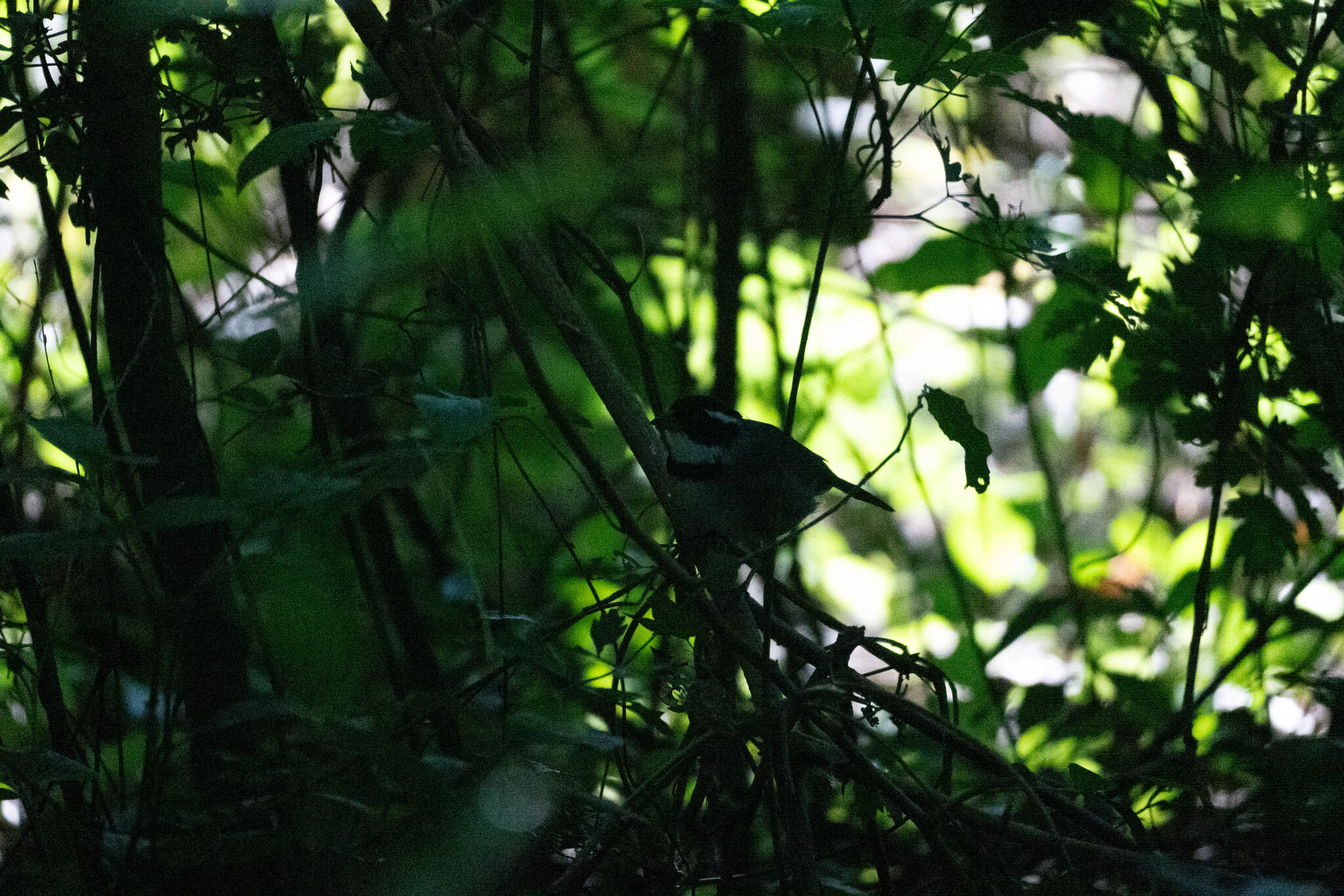 Saffron-billed Sparrow (Arremon flavirostris), photo 3