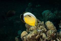 Chaetodon austriacus