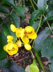 Senna viarum