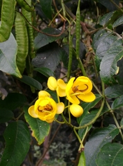 Senna viarum