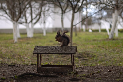 Eurasian Red Squirrel