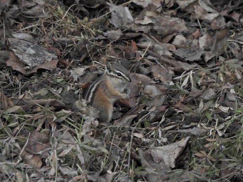 Red-tailed Chipmunk observed by birdmansomers
