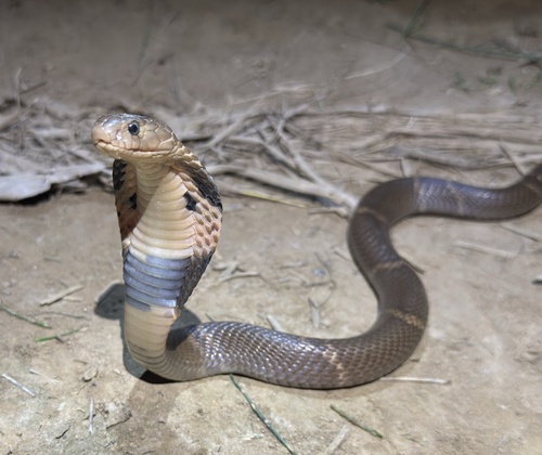 Chinese Cobra