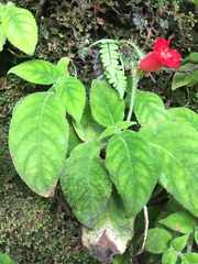 Kohleria inaequalis