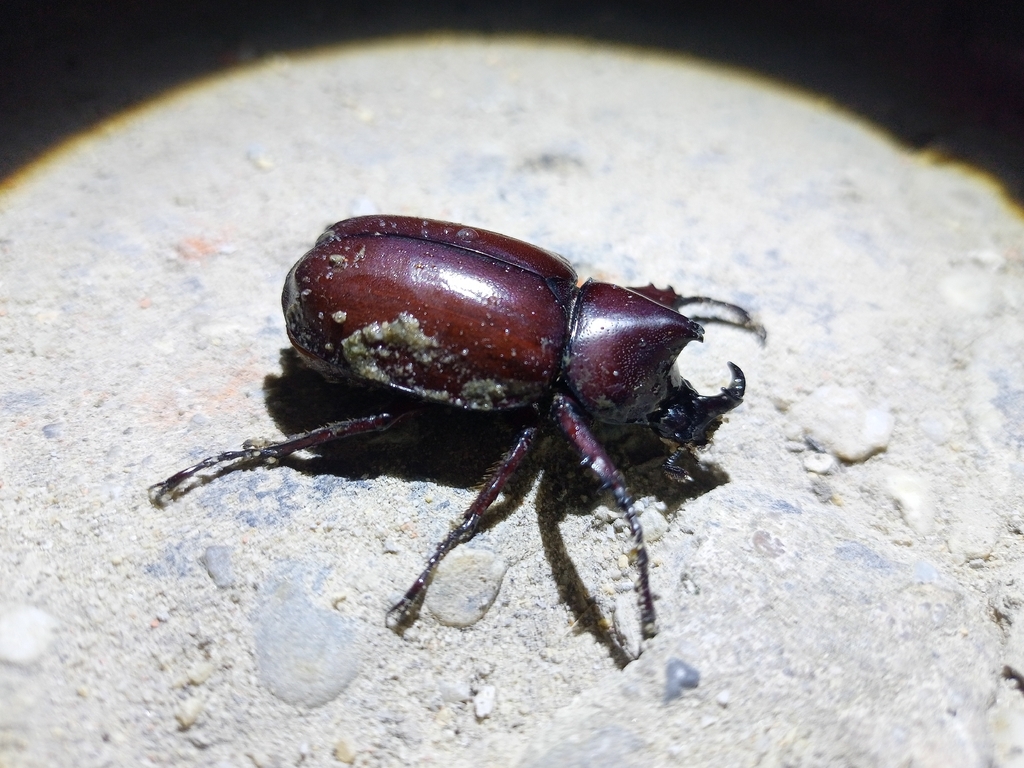 Xylotrupes pauliani (Xylotrupes pauliani)