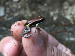 Epipedobates boulengeri