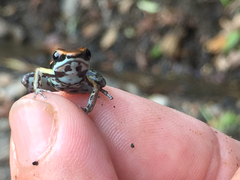 Epipedobates boulengeri