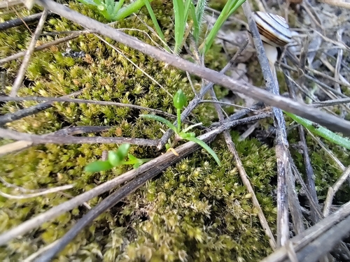 Sagina maritima, photograph 3