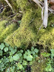 Eurhynchium