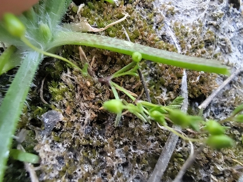 Sagina maritima, photograph 4