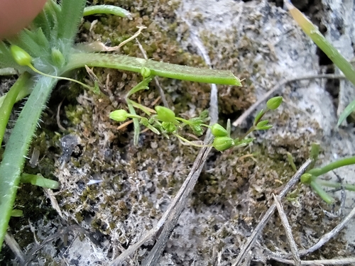 Sagina maritima, photograph 6