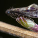 Purplish Birch-miner Moth - Photo (c) Thomas Barbin, some rights reserved (CC BY-NC), uploaded by Thomas Barbin