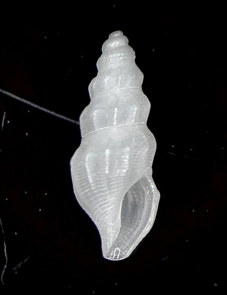 punctate mangelia